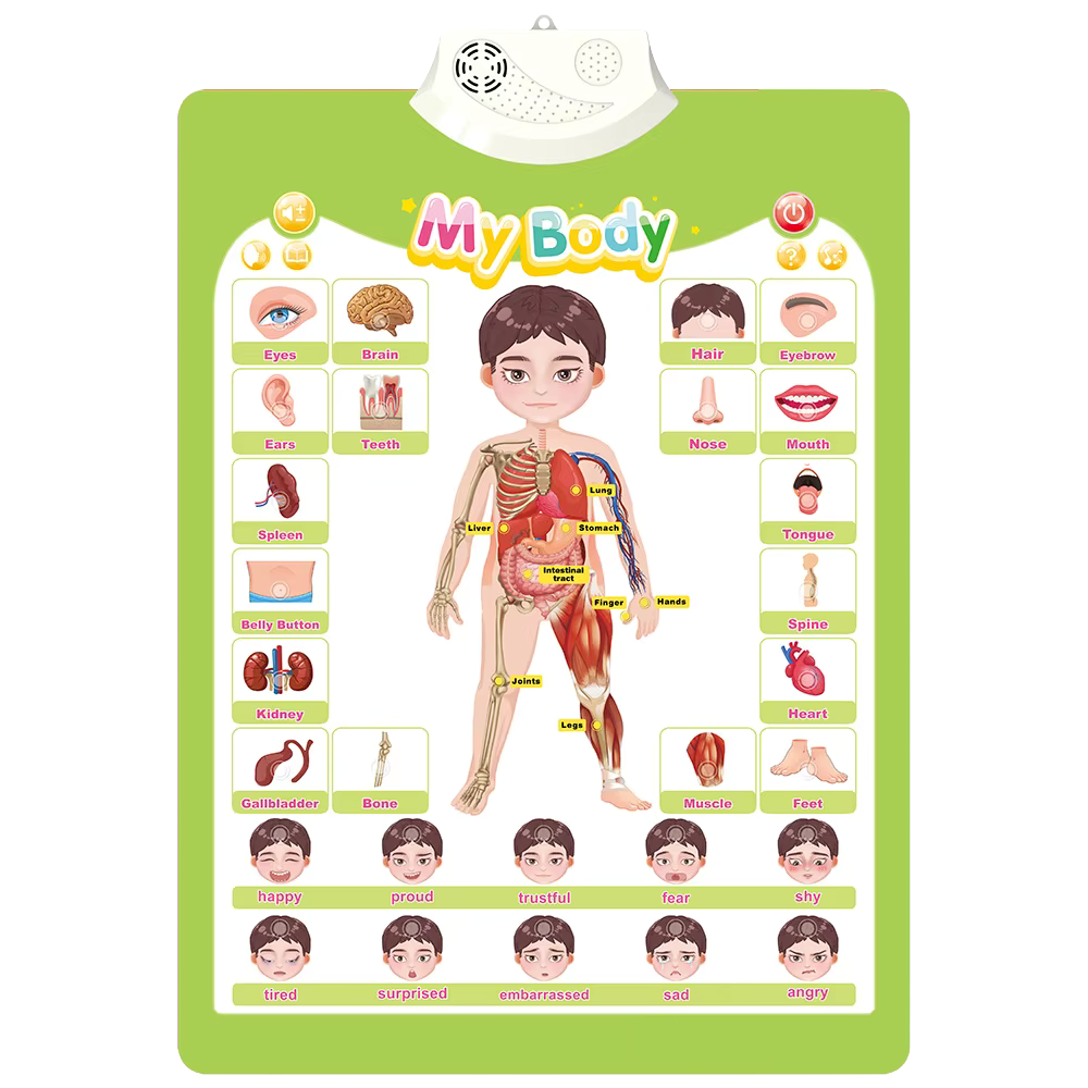 Interactive ABC Wall Chart